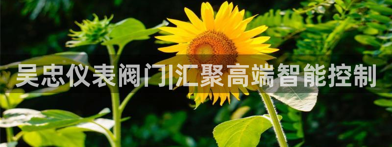 顺盈娱乐 找86555