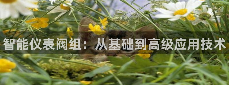 顺盈娱乐主管后原判官333OO
